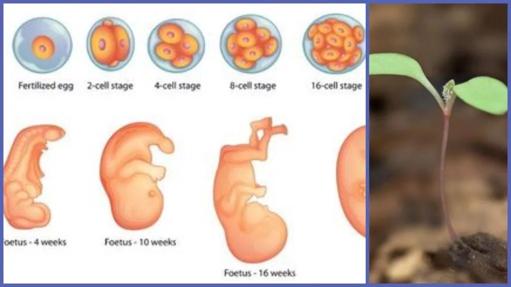 Эмбрион после пересадки. Деление эмбриона по дням. Формирование эмбриона по дням.