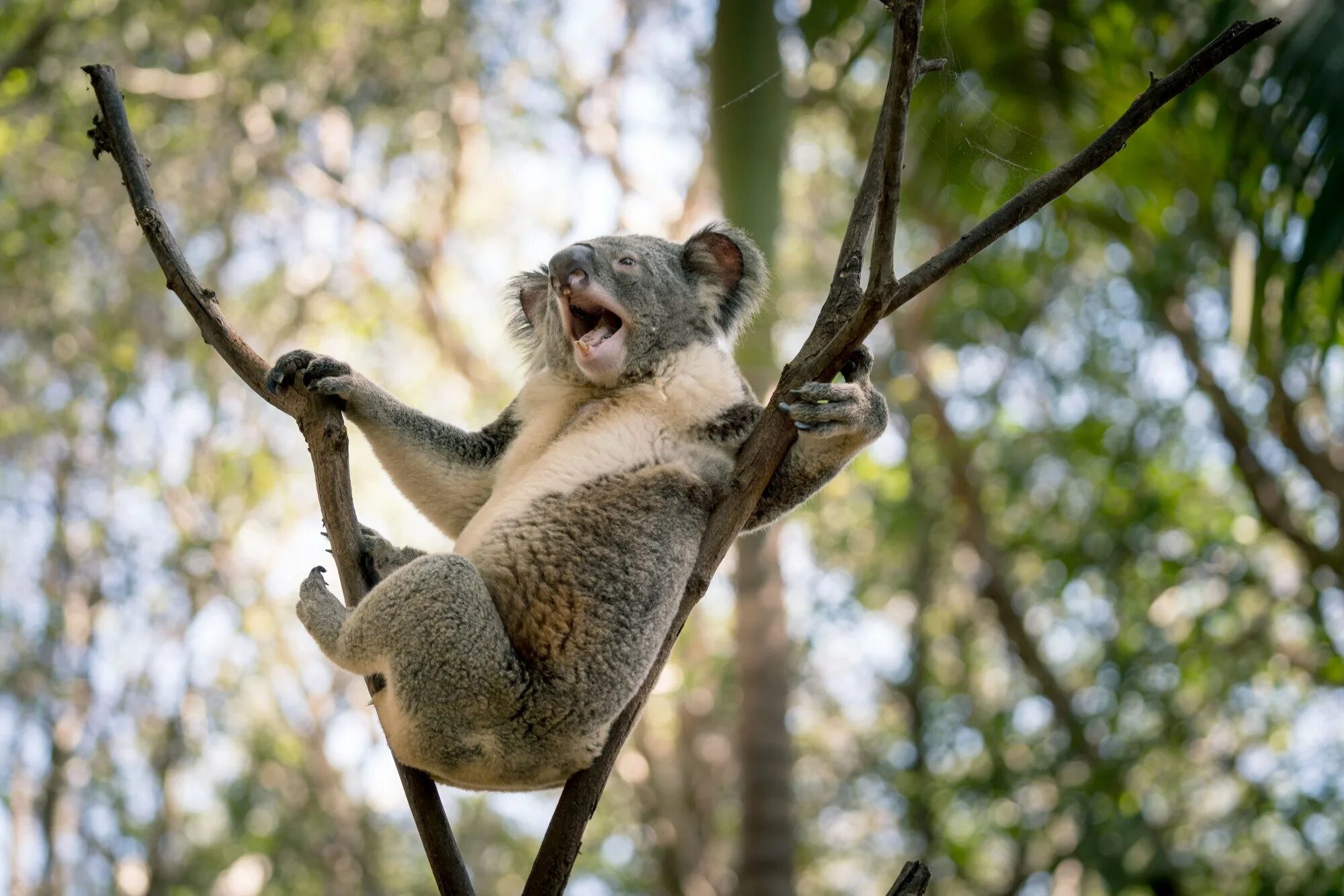 Висеть или весеть. Коала. Коала фото. Коала на дереве. Веселая коала.