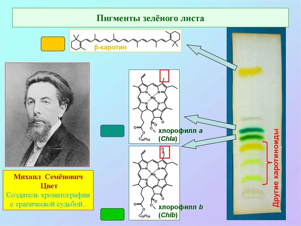 Разделение пигментов листа метод. Разделение пигментов листа методом бумажной хроматографии. Хроматографическое Разделение пигментов зеленого листа. Бумажная хроматография Разделение хлорофилла. Разделение хлорофилла методом хроматографии.