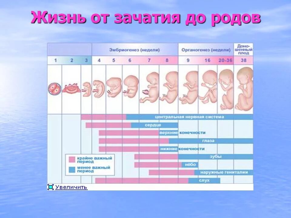 Первая неделя беременности что происходит. Этапы беременности от зачатия до родов. Беременность по неделям. Беременность 2-3 недели от зачатия. 3 Недели беременности от зачатия.