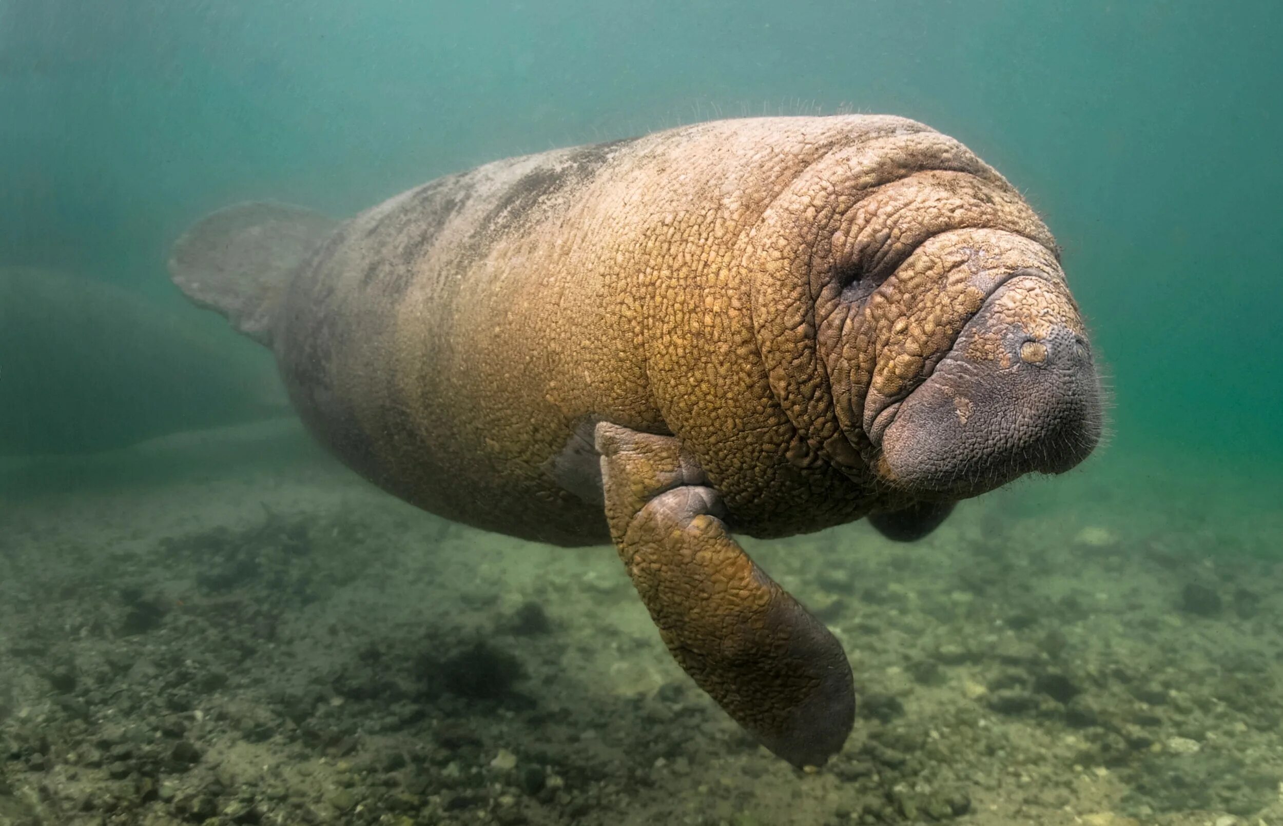 Морская корова 8 букв. Амазонский Ламантин. Американский Ламантин Trichechus manatus. Дюгонь морская корова. Амазонский Ламантин (Trichechus inunguis).