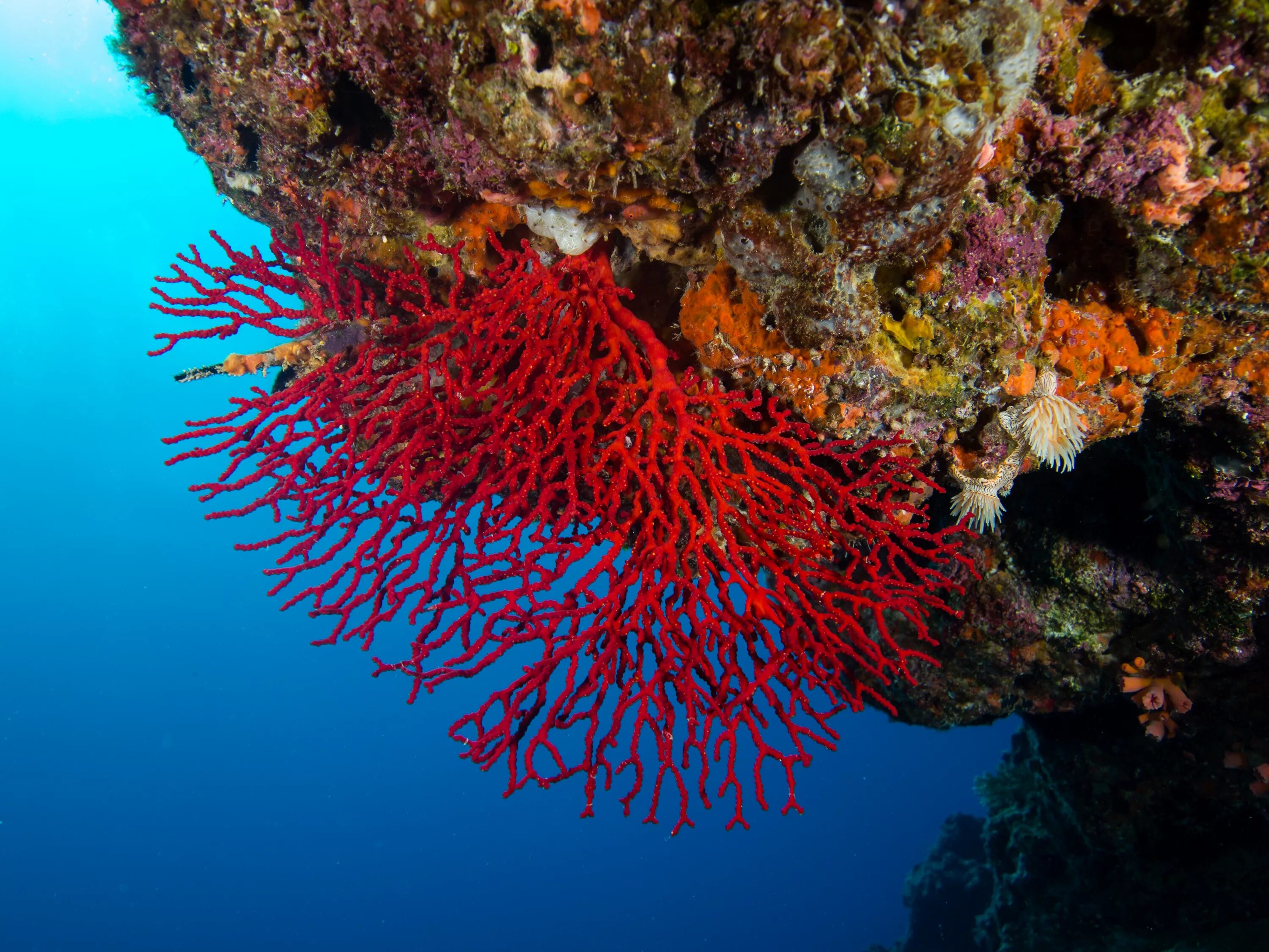 Coral more. Коралловые полипы красный коралл. Красный благородный коралл. Красный коралл красный Корал. Красный коралл рифы.