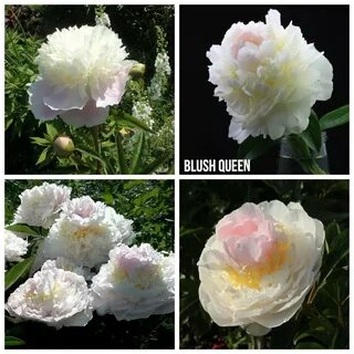 Paeonia blush queen