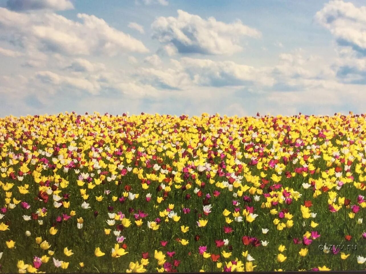 Цветение тюльпанов в калмыкии. Цветение тюльпанов в калмыкии 2024. Цветение тюльпанов в калмыкии. Цветение тюльпанов в калмыкии 2024. Цветение тюльпанов в калмыкии 2022.
