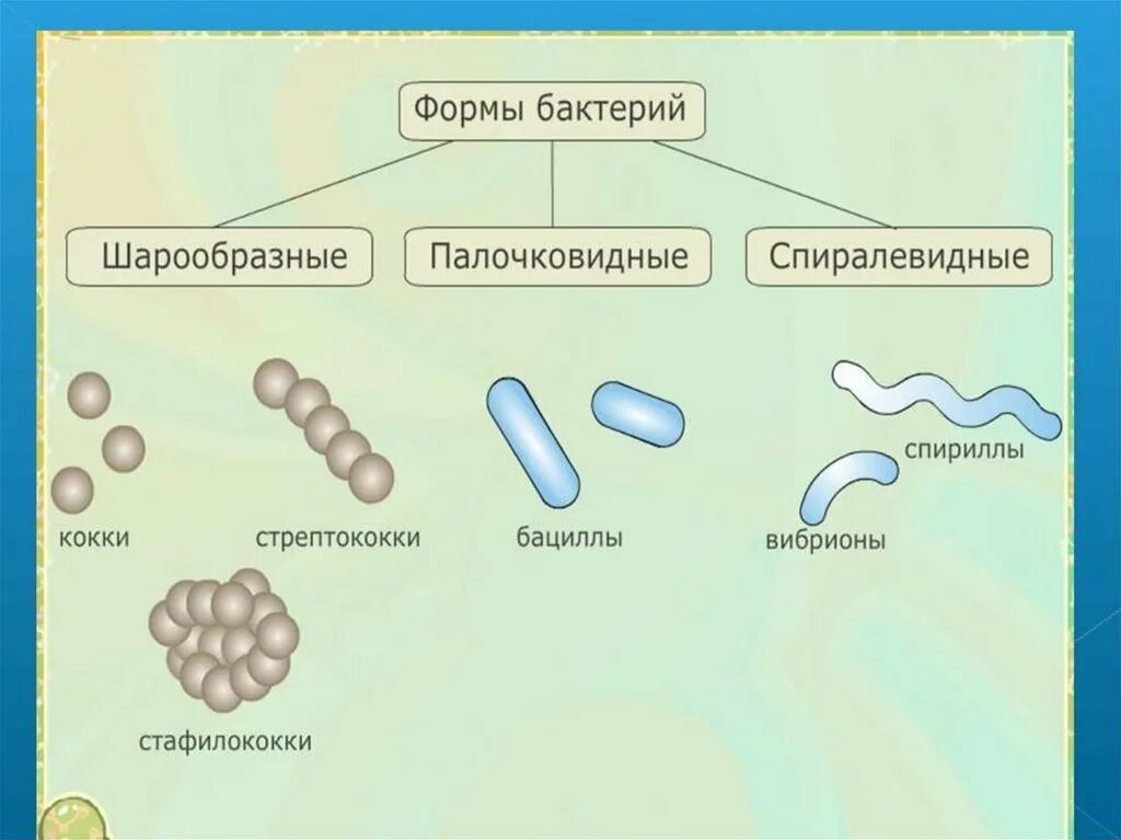 Бактерии примеры названия. Формы бактерий кокки схема. Формы бактерий кокки палочковидные и извитые. Формы бактериальных клеток кокки. Формы бактерий 7 класс биология рисунок.