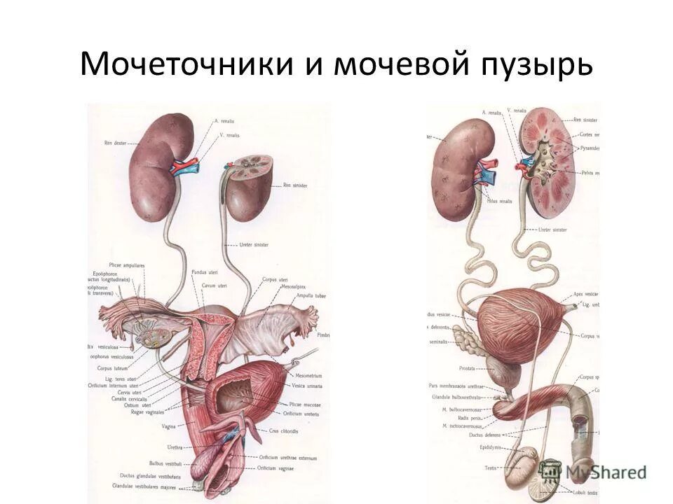 Мочеполовой_аппарат