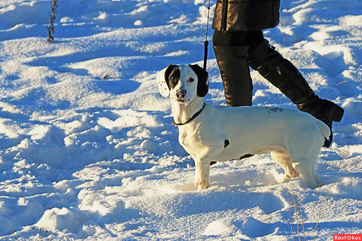 января собака. собака играет в снегу.