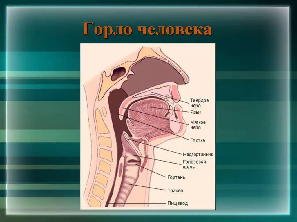 Глотка трахея пищевод