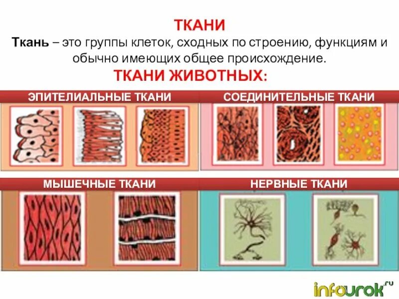 Сходные по строению функциям и происхождению. Типы тканей животных. Строение различных тканей и клеток животных. Таблица строение различных тканей и клеток животных. Строение различных тканей и клеток животных рисунок.