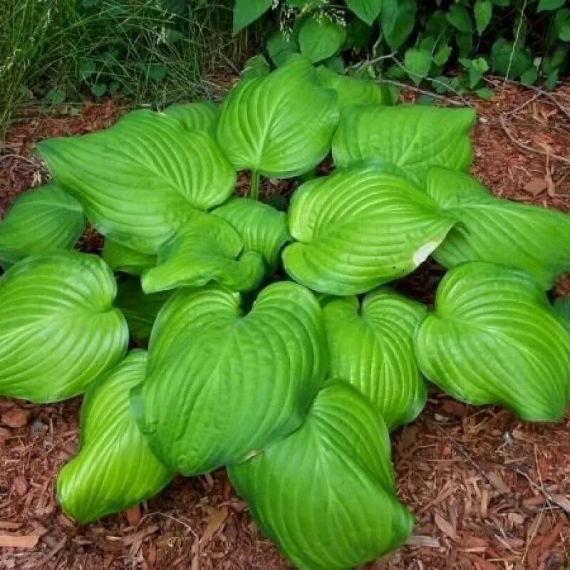 хоста "sagae" (hosta). хоста окс. хоста уфо. хоста гибридная "guacamole". хоста золотой стандарт.