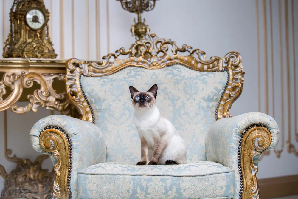 Царский кот. Королевский кот. Кот в королевском кресле
