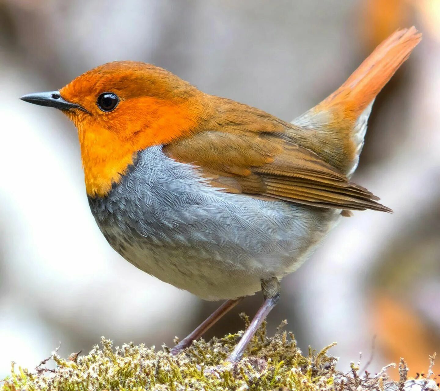 Luscinia luscinia. Певчая птица 6 букв. Фогель птица. Птица 6 букв. Дикие певчие птицы в воронежской области.