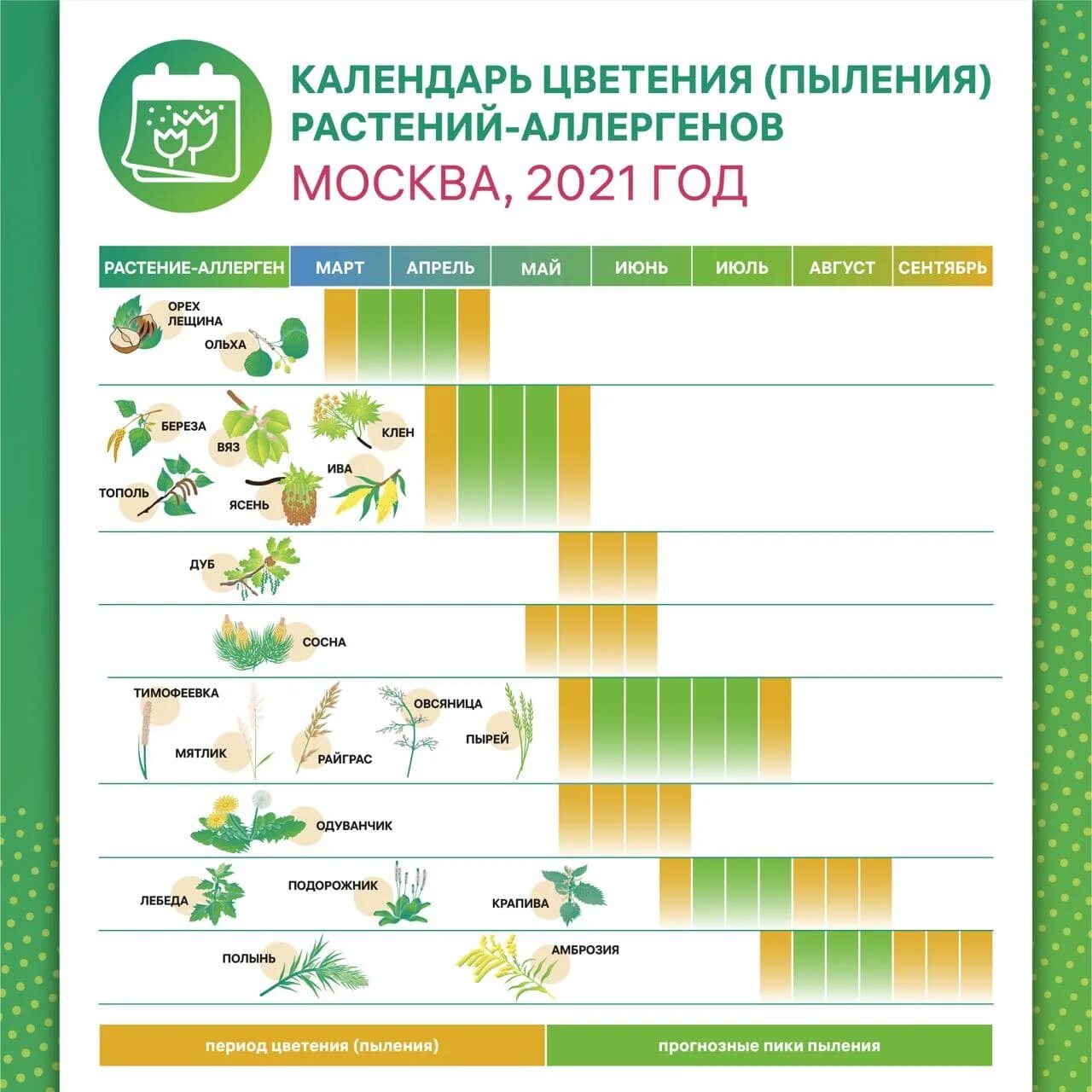 Календарь цветения для аллергиков 2022 в Москве. Календарь цветения для аллергиков 2023 в Москве. Календарь цветения для аллергиков 2021 в Москве. Календарь аллергика цветения растений-аллергенов. Пыльца апрель