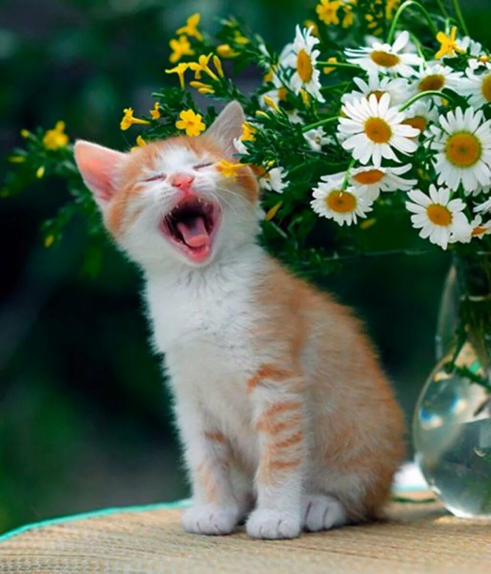 Доброе весеннее утро с котиками картинки. Котенок в ромашках. Цветы и животные. Настроение весны. Летний кот.