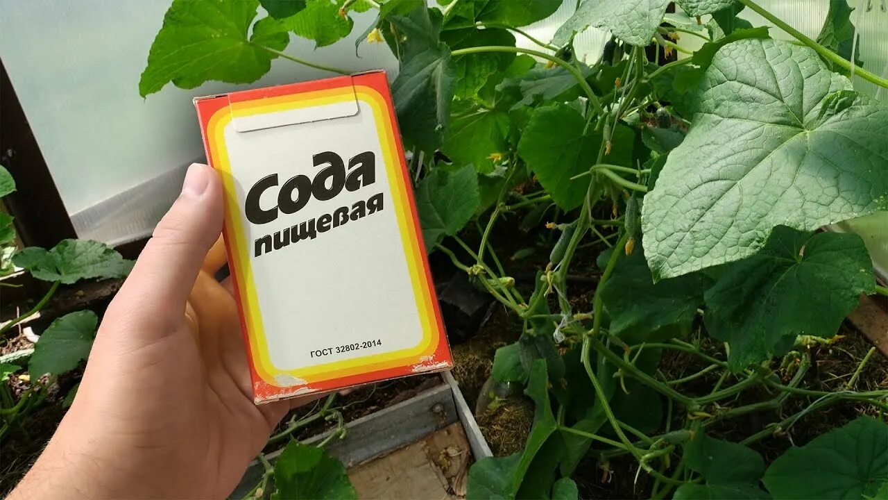 Сода для огурцов в теплице для чего. Сода для огурцов. огурцы и сода. огород тв.