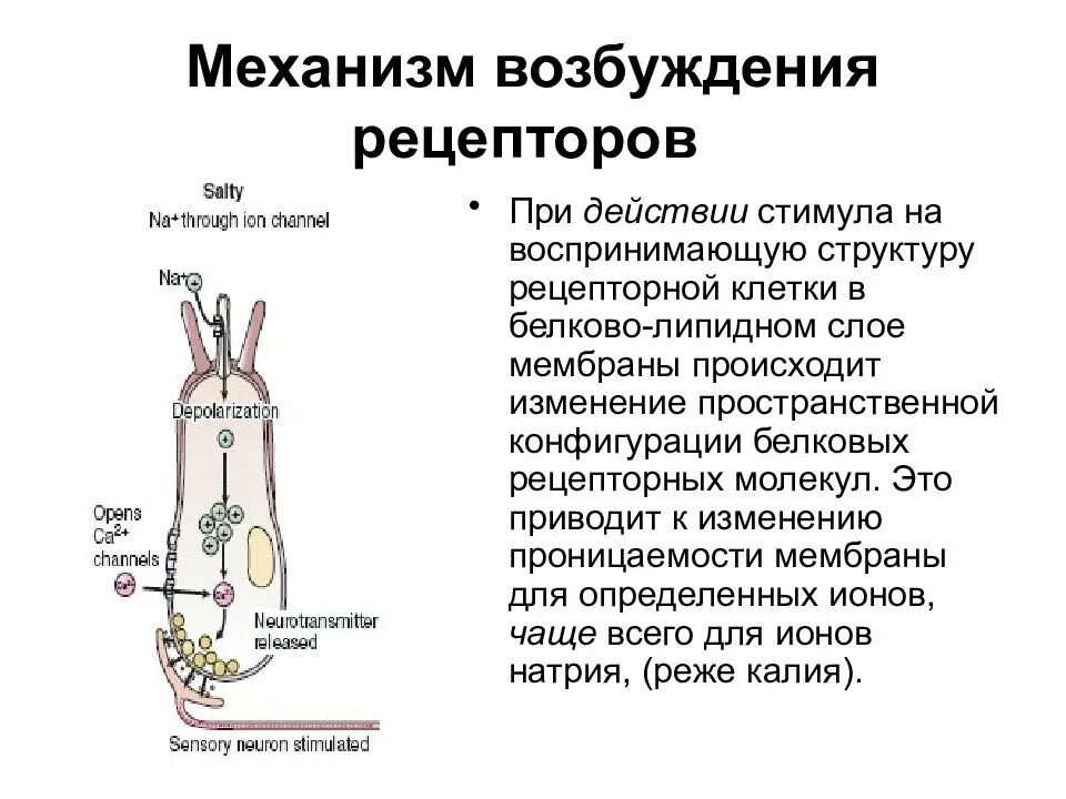 Ощущение возникают при рецепторов. Механизм возбуждения рецепторов физиология. Механизм возбуждения рецепторов схема. Механизм возбуждения регуляция функций рецепторов. Механизм возбуждения зрительных рецепторов.