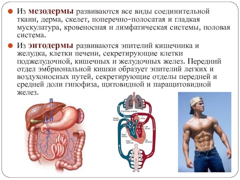 Мезодерма какая система. Что развивается из мезодермы. Из мезодермы развиваютс. Органы развивающиеся из мезодермы. Эпителий из мезодермы.