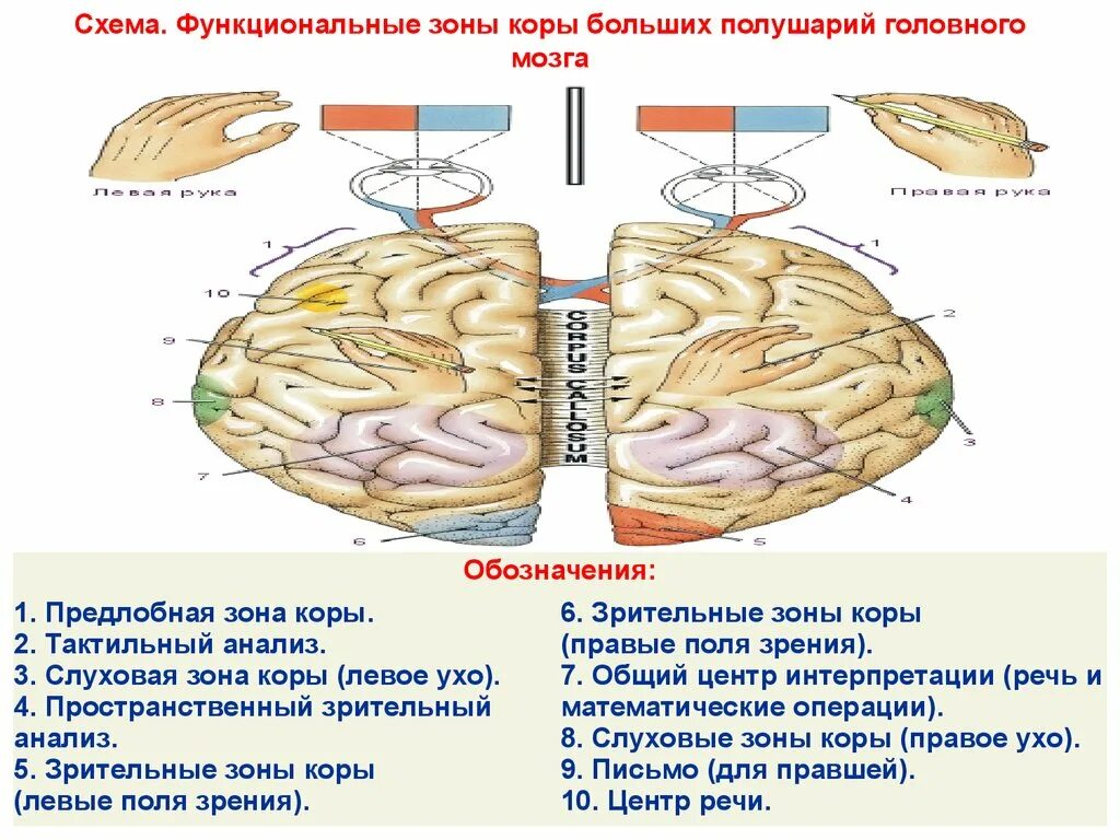 Функциональные зоны коры большого мозга. Функциональные зоны коры больших полушарий схема. Функциональная характеристика зон коры головного мозга. Функциональные зоны коры больших полушарий головного мозга. Чувствительные зоны коры больших полушарий