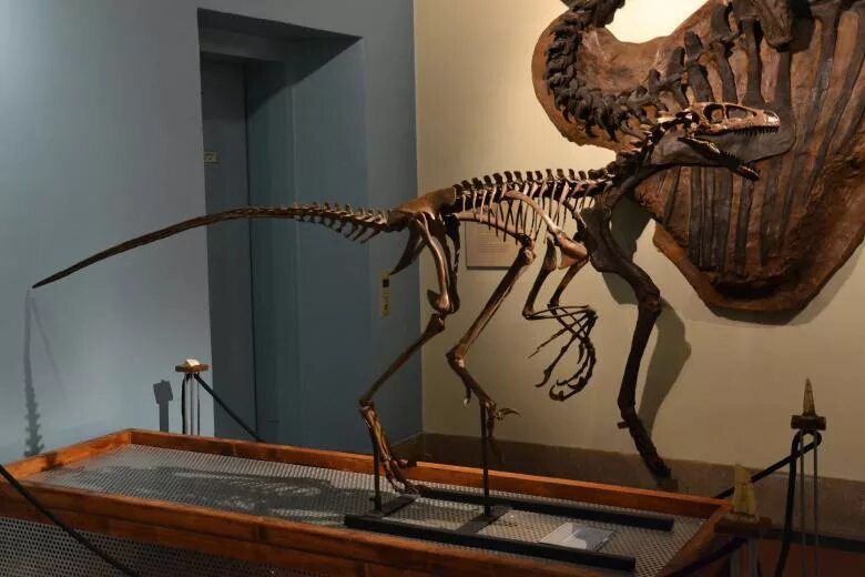 Дромеозавр. Dromaeosaurus albertensis. дромеозавр скелет. скелет динозавра дромеозавр. скелет дромеозаврид.