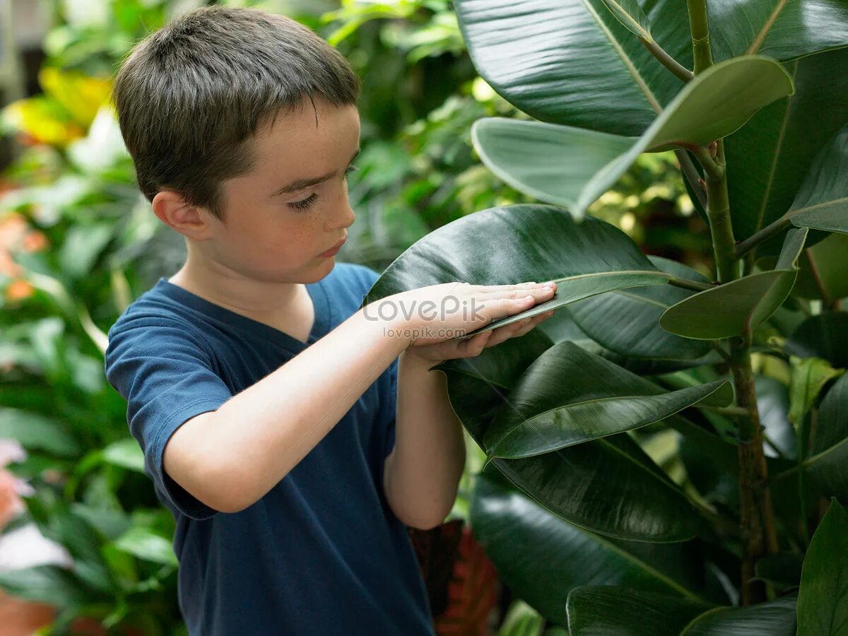 Boys plant. Растение мальчик. Мальчик с большой растительностью. Растительность у мальчиков. Мальчик прикоснулся к цветку.