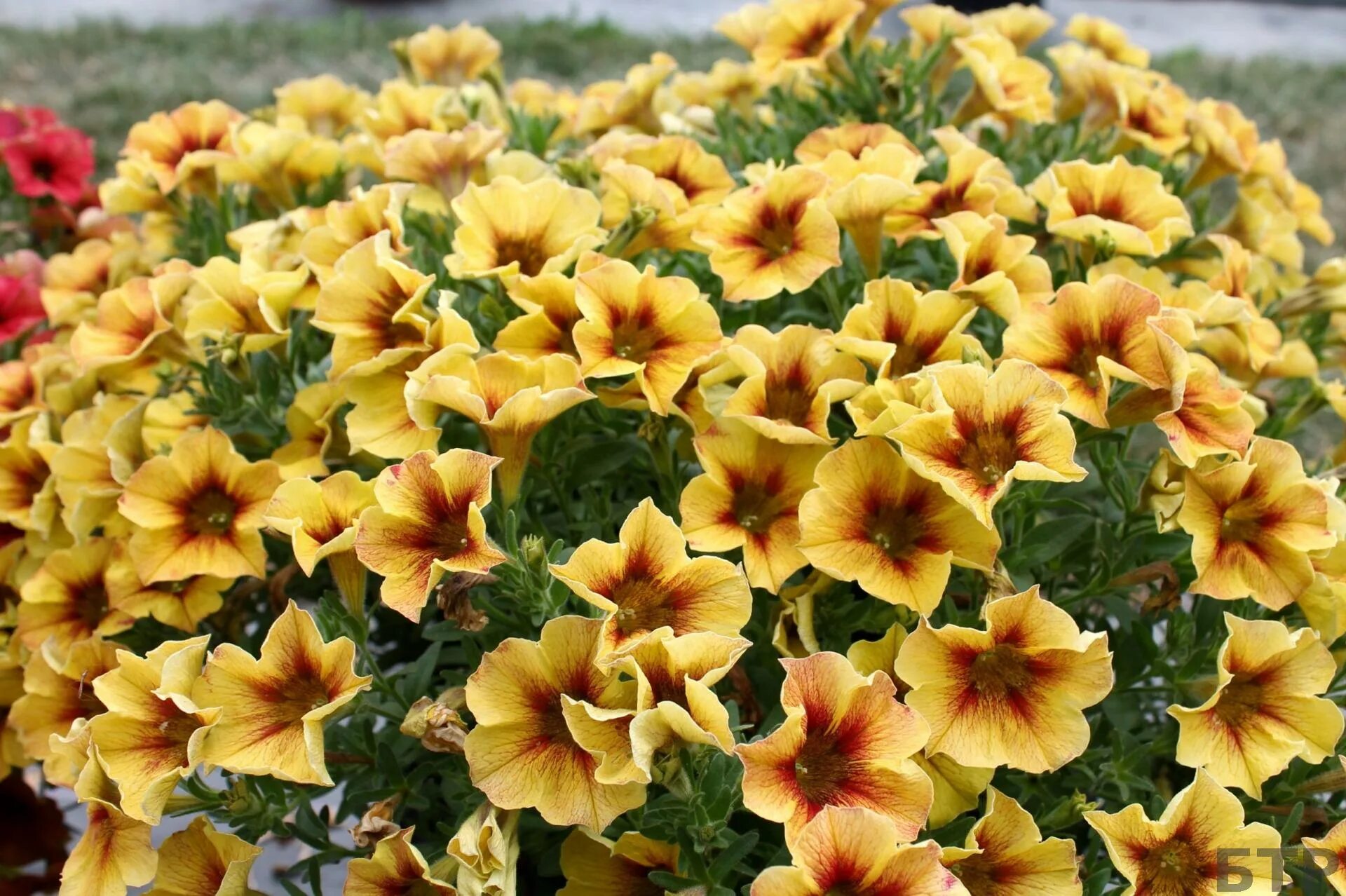 Петхоа елоу. Петуния beautical caramel yellow. петхоа beautical caramel yellow. петуния петхоа beautical caramel yellow. петуния вегетативная петхоа карамель еллоу.