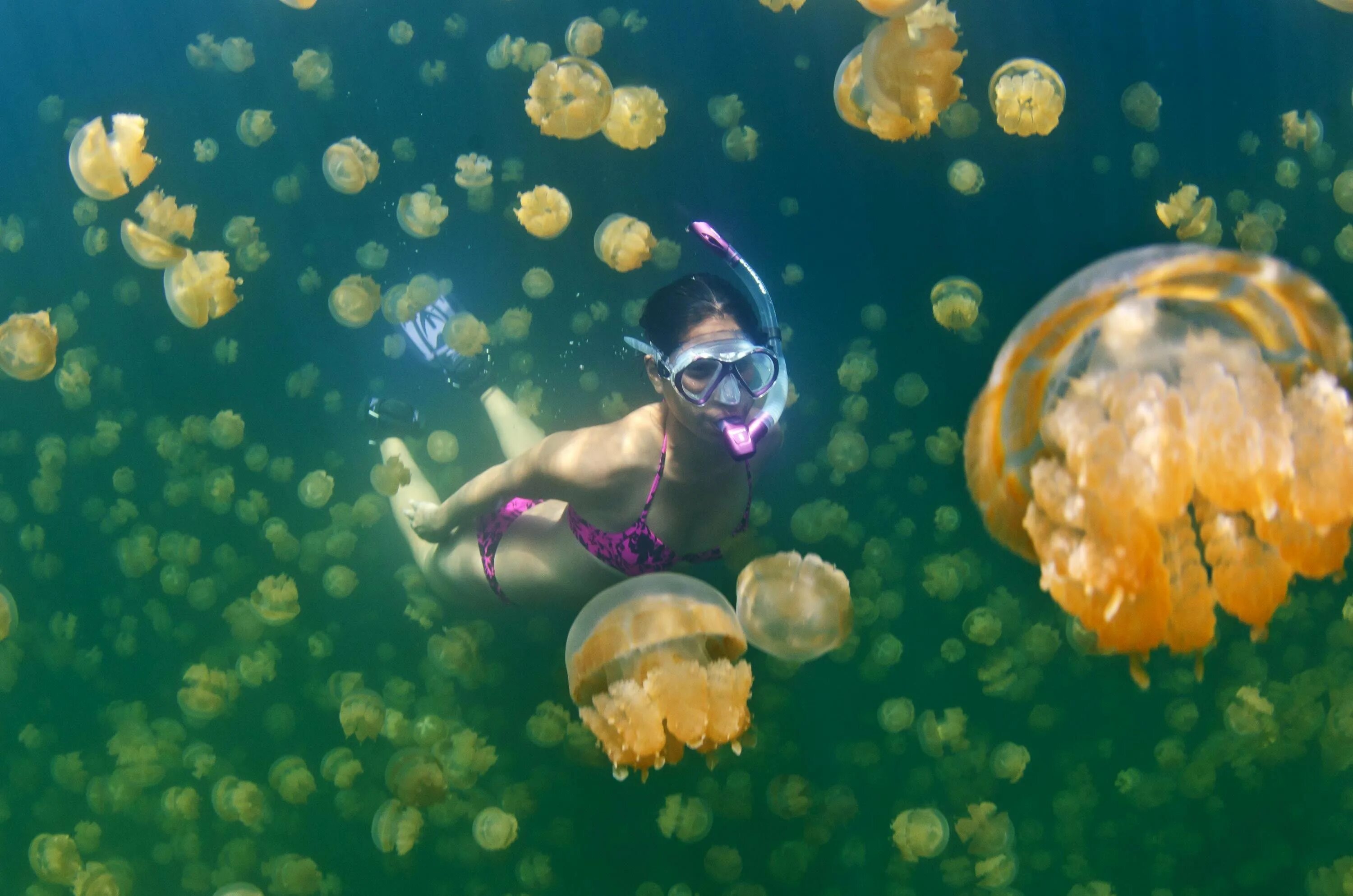 палау остров медуз. купается в медузах. озеро медуз палау. самая опасная медуза в черном море. озеро медуз.