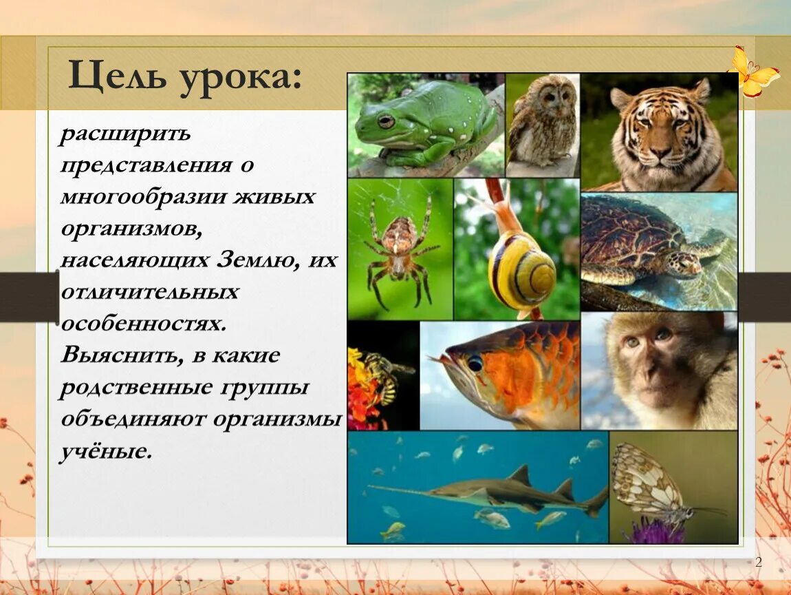 Урок многообразие животных. Разнообразие живой природы. Живые организмы. Разнообразные живые организмы. Многообразие живых организмов.