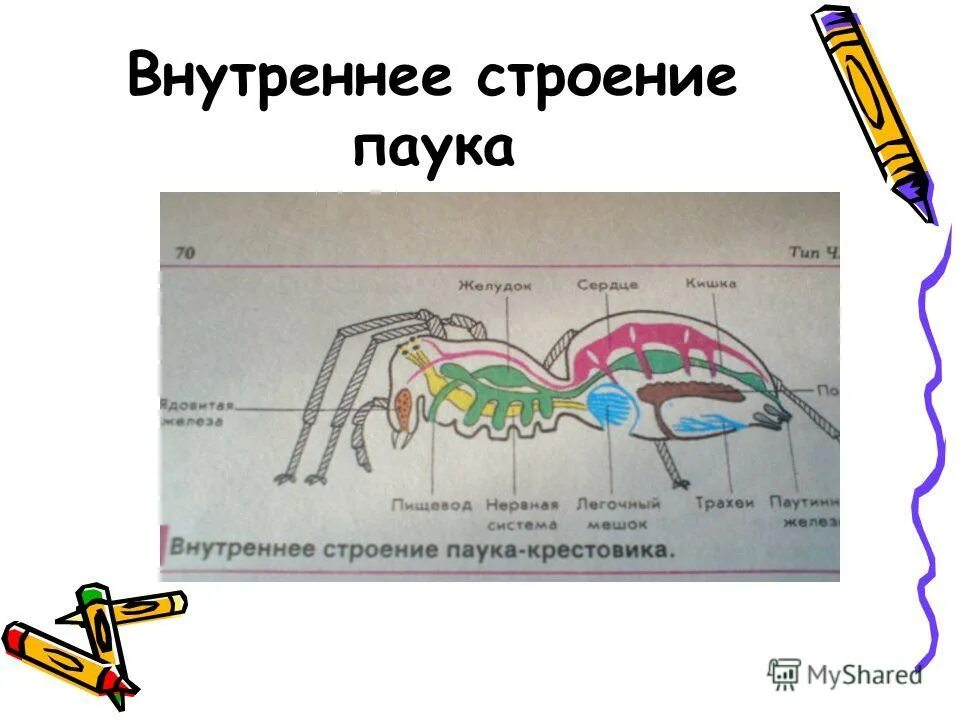 Внутреннее строение паука 7 класс. Внутреннее строение паука. внутреннее строение паука крестовика. внутреннее строение паукообразных. внешнее и внутреннее строение паука крестовика.