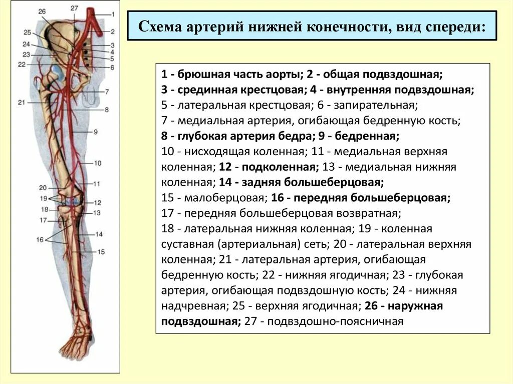 Аорты нижних конечностей. Кровоснабжение нижней конечности схема. Артерии система нижних конечностей схема. Артерии голени анатомия схема.