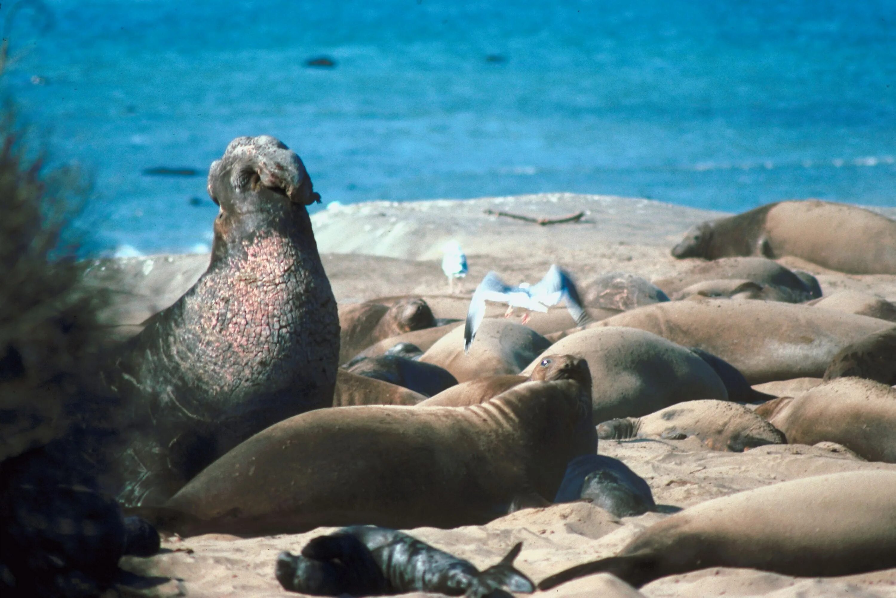 Сивуч секач. Галапагосский ушастый тюлень. Ластоногие морской котик. Сивучи в тихом океане. Отряды ластоногие тюлени.