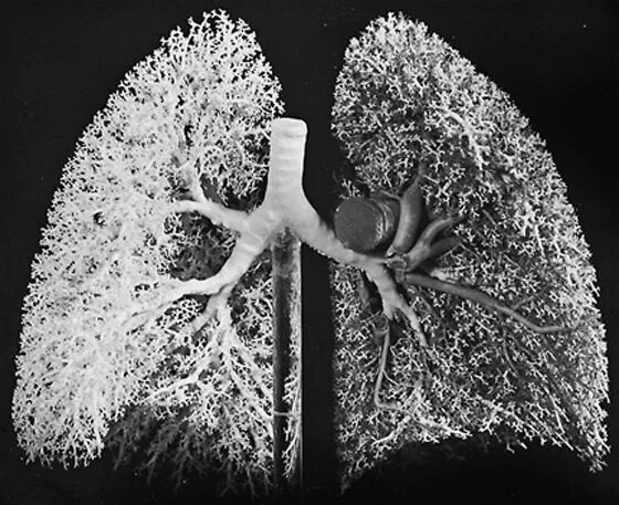 Meet the lungs - khanacademymedicine approx. 9 mins video Human body science, Te