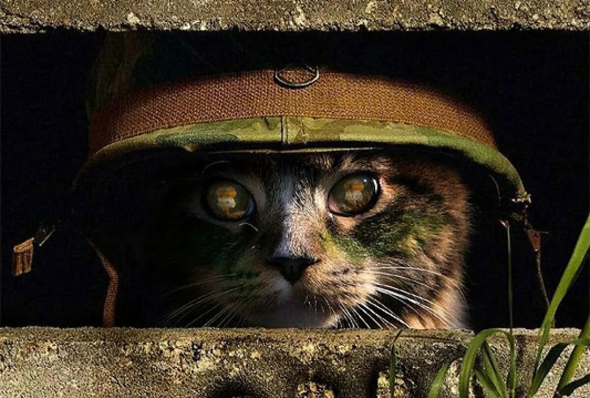Army cat