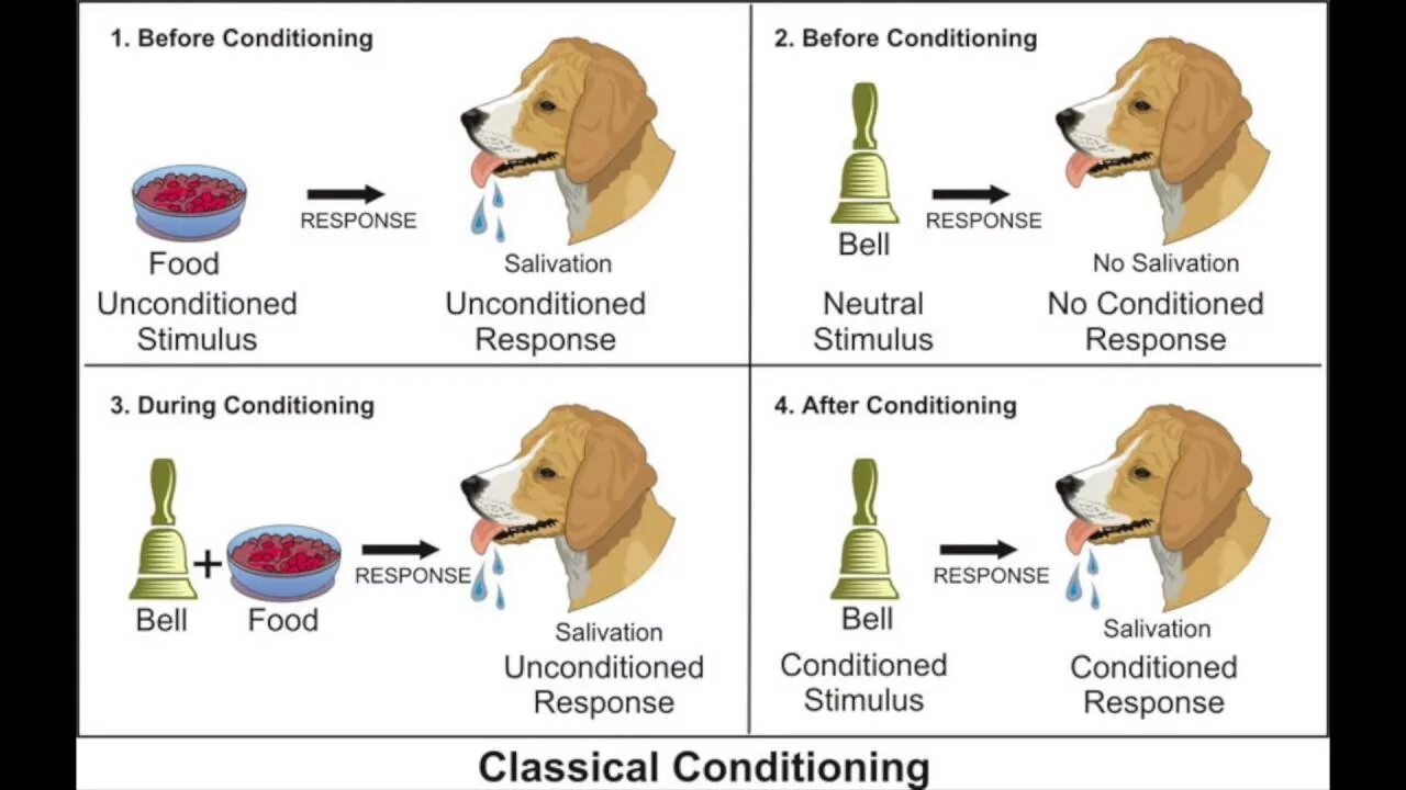 Classical conditioning. Classical conditioning