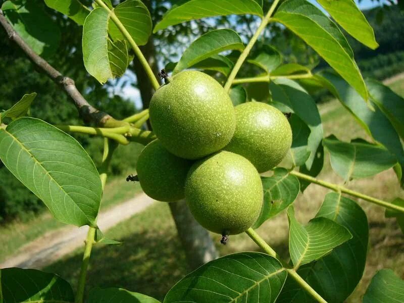 Какие сорта грецкого ореха