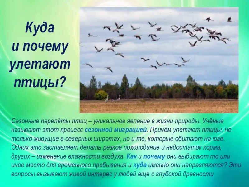 Информация о миграции птиц