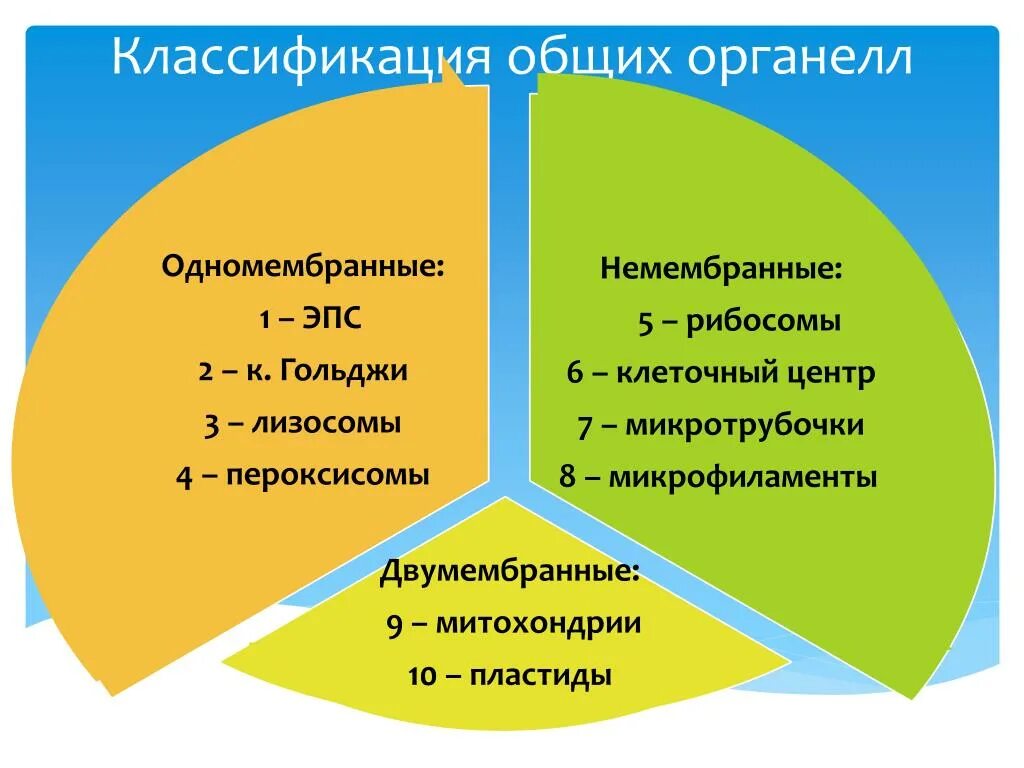 Органоиды клетки классификация органоидов клетки. Классификация органелл. Классификация органоидов цитоплазмы. Классификация органоидов в гистологии. Охарактеризуйте мембранные органоиды клетки (структура и функция).