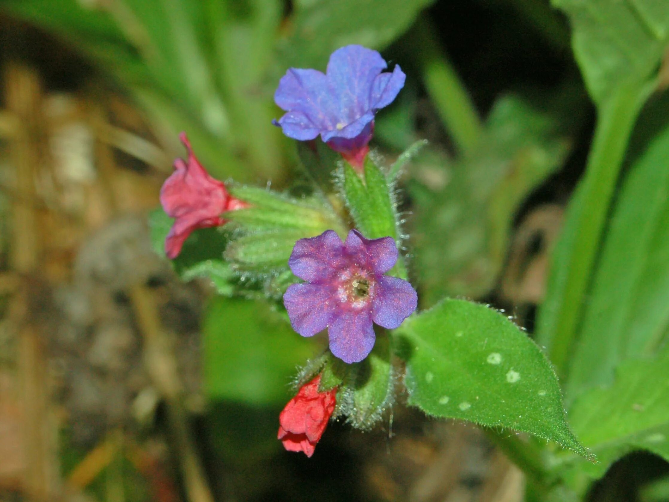 Медуница полезные свойства. Pulmonaria officinalis. Венчик медуницы. Media Медуница трава. Бабочка Медуница.