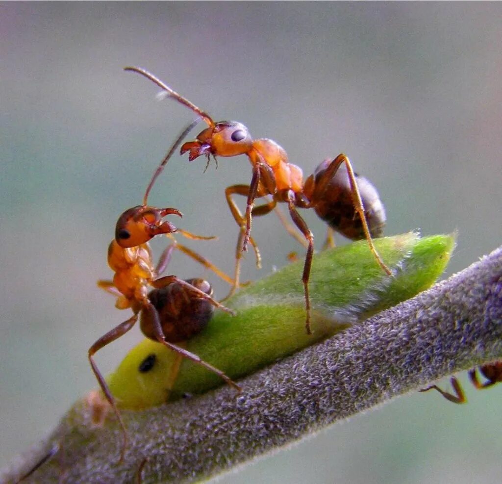 Рыжий муравей питание. Myrmecia nigriscapa. Тля и муравьи. Муравейник дом муравьев. Рыжий Лесной муравей.