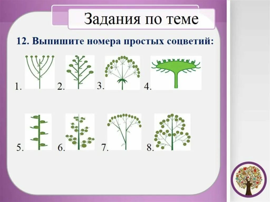 Соцветие это в биологии. Соцветия таблица. Соцветия 6 класс. Соцветия задания. Цветок соцветие 6 класс биология проверочная работа