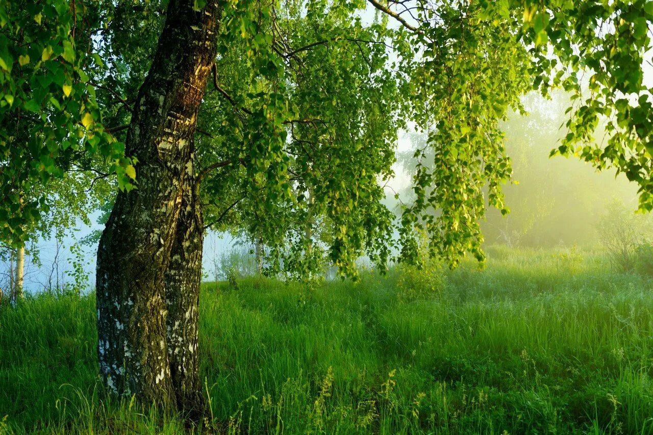 Эх березы. Природа Рязанской области Березовая роща. Березовая роща береза повислая. Красивая береза. Русские березы.