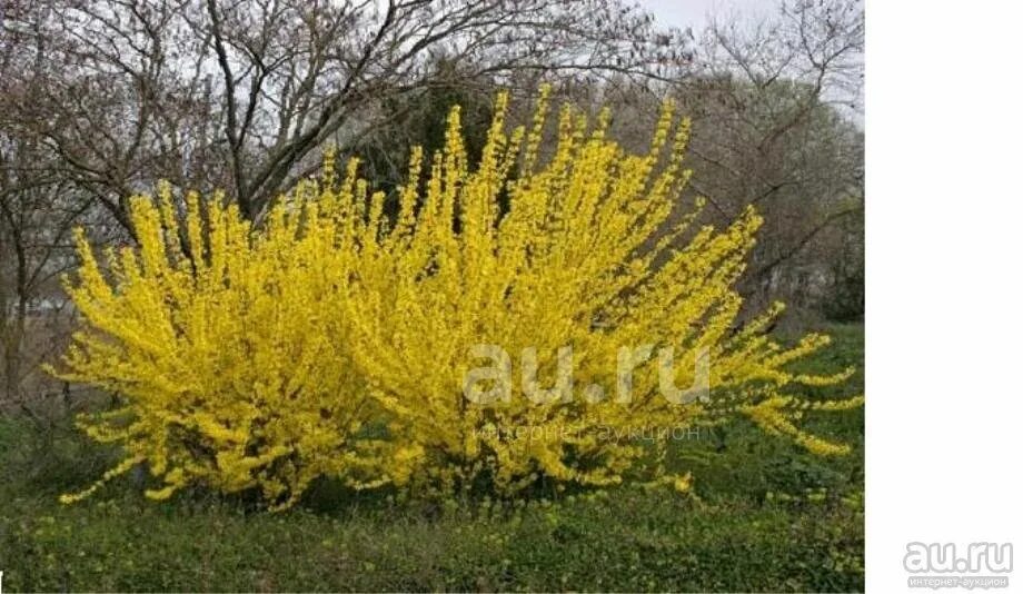 Форзиция lynwood. Барбарис обыкновенный ‘albo-variegata’. Бересклет крылатый compactus (компактус). Айва японская барбарис кусты декоративные. Спирэя японская сноумаунд.