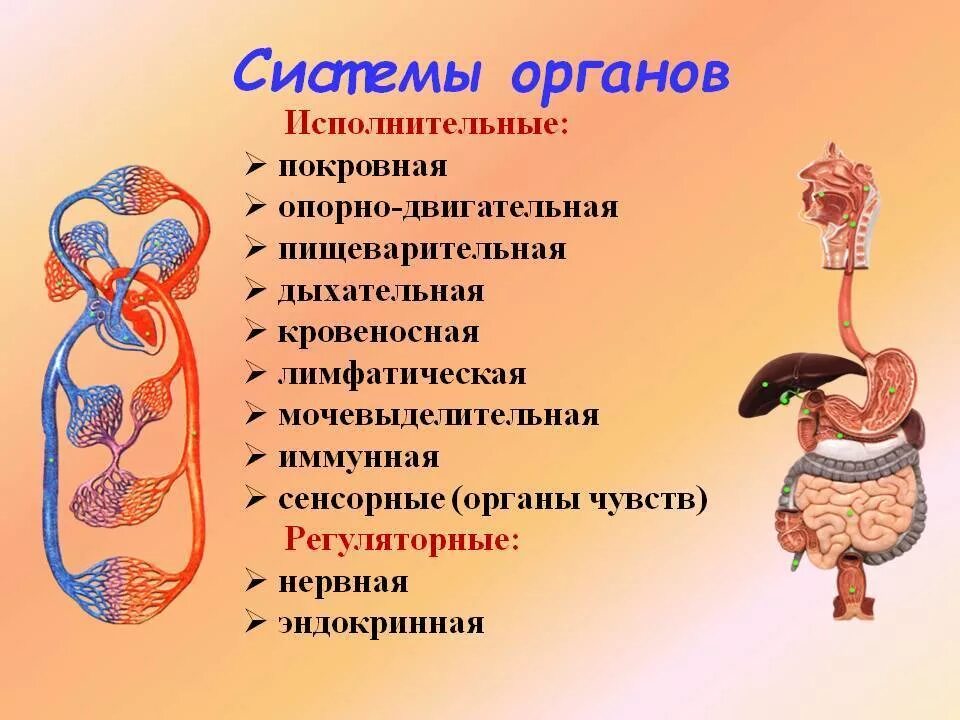 Биология человека подвергается предложение 1. Системы органов. Органы и системы органов человека. Система органов анатомия. Системы органов человека схема.