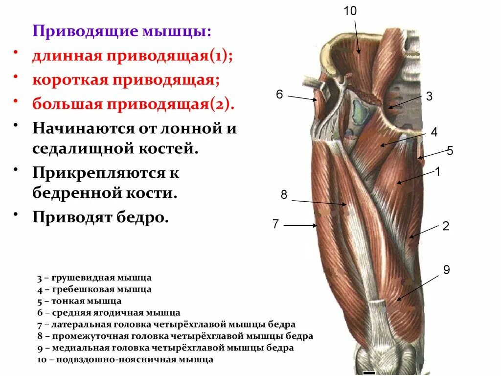 Функции приводящих мышц. Длинная приводящая мышца бедра функции. Отводящие мышцы бедра анатомия. Короткая приводящая мышца бедра анатомия.