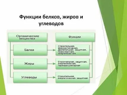 Биологические функции белков жиров