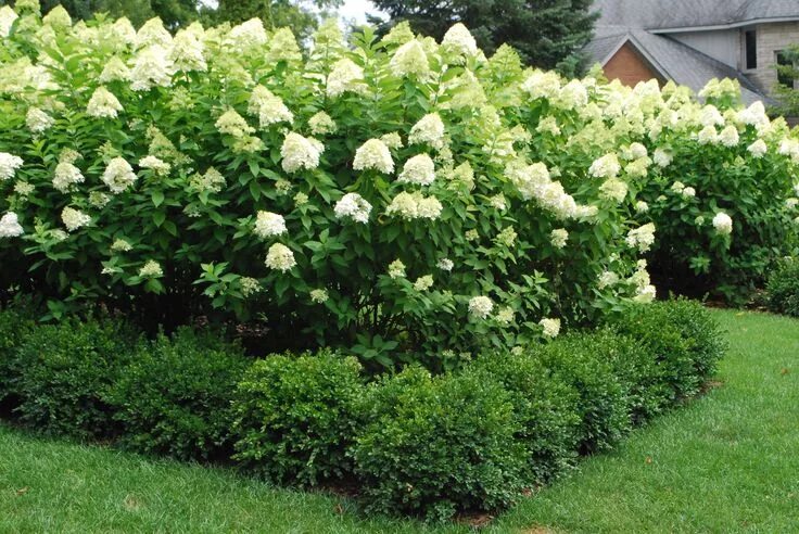 Limelight' Hydrangeas: An Autumn Gift from the Garden - he beautiful pristine wh