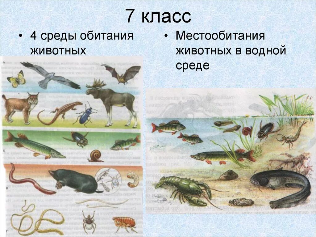 Какие среды обитания на земле. Среда обитания. Средыобиания животных. Животные разных сред обитания. Среды жизни животных.