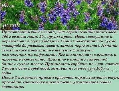 Иссоп фото и описание растения