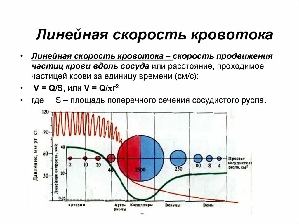 Объемная скорость кровотока. Скорость кровотока в аорте. Линейная скорость кровотока. Линейная и объемная скорость кровотока физиология. Скорость кровотока в сосудах норма.
