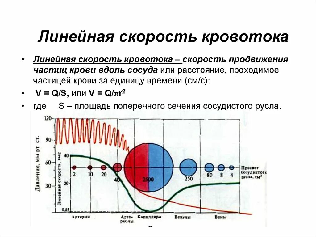 Какова зависимость изменения скорости движения крови. Линейная и объемная скорость движения крови. Линейная и объёмная скорости кровотока и методы их определения. Объемная скорость течения крови. Объемная скорость движения крови.