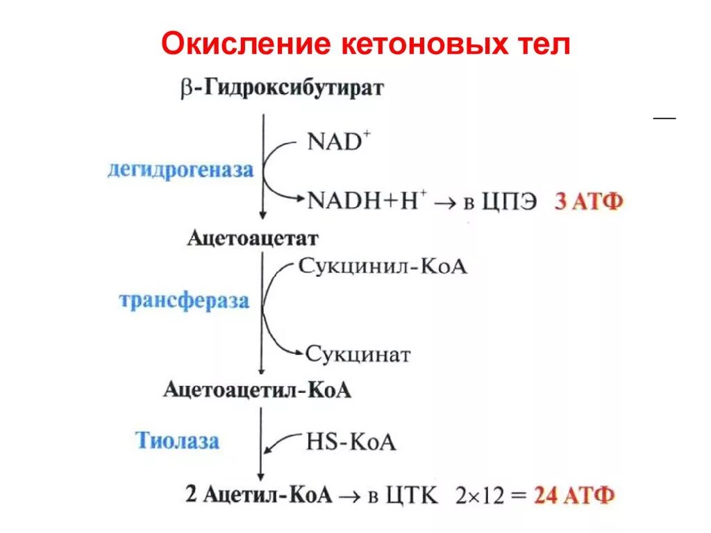 Окисление кетоновых тел биохимия. Кетоновый тел биохимия Синтез кетоновых. Синтез и распад кетоновых тел биохимия. Схема биосинтеза и распада кетоновых тел.. Реакция распада в организме